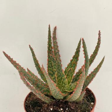 Aloe vitro